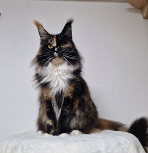 Maine Coon Mädchen mit Stammbaum 