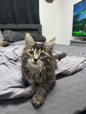 Katze sucht neues zuhause 