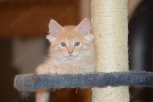 Maine Coon Kitten ( Poly Maine Coon )