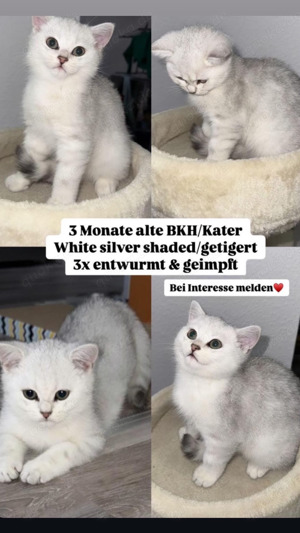 Kater sucht sein neues Zuhause 