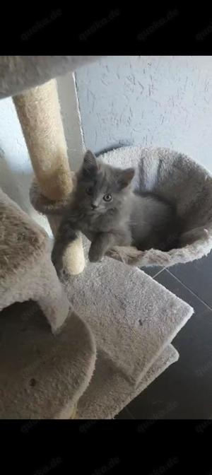 Maine coon Babykater sucht neues Zuhause 