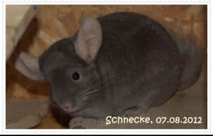 2 Chinchilla-Mädchen suchen neues Zuhause