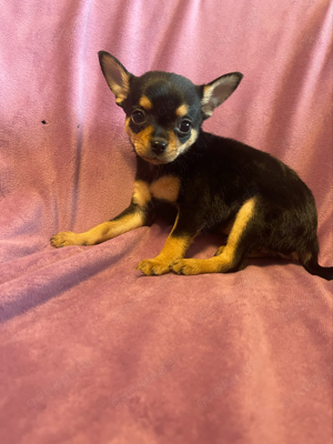 Chihuahua Welpen- ein süßes mädchen sucht ein zuhause 