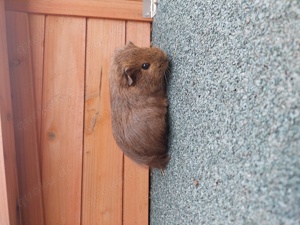 Meerschweinchen Weibchen 