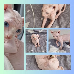 Sphynx Elf Kitten mit besonderen Augen reinrassig, Papa mit Stammbaum