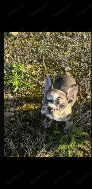 Französische bulldogge 10 Wochen alt 