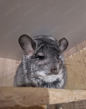 Angora Chinchilla Dame abzugeben