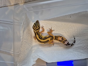 Leopardgecko Weibchen 