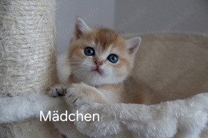 Zwei BKH Kitten suchen zu Hause.