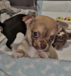 Kurzhaar Chihuahua-Männchen sucht liebevolle Familie!