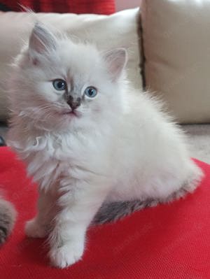 Süße Ragdoll Kitten mit Stammbaum suchen ein neues Zuhause.