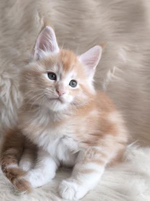 Maine Coon Katzchen mit Stammbaum