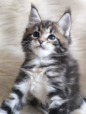 Maine Coon Katzchen mit Stammbaum