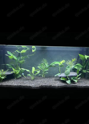 2 Harlekin Axolotl mit 250 L Aqurium