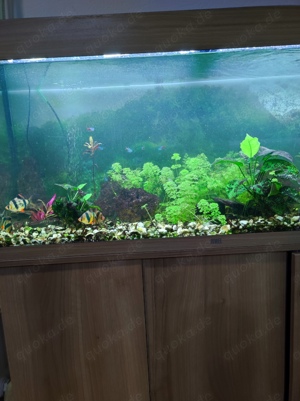 Aquarium 240 Liter