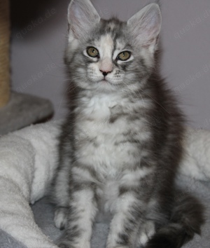 2 zuckersüße Maine Coon Kitten sind noch auf der Suche nach ihrem Zuhause auf Lebenszeit! 