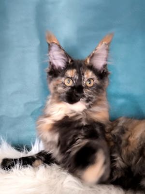 Maine Coon mit Stammbaum 