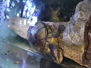 Weißmaul Klappschildkröte PLATZ VOR PREIS