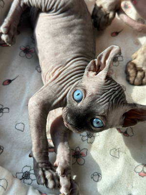 *Sphynx & Canadische Sphynx kitten*