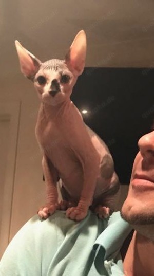 Canadische & ELF Sphynx kitten Stammbaum