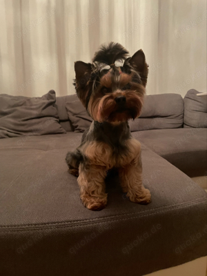 Yorkshire Terrier Deckrüde