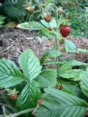 Erdbeere "Marie Charlotte" Moschus-Erdbeere  Pflanze im Topf Bild 6
