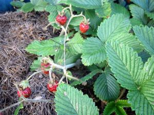 Erdbeere "Marie Charlotte" Moschus-Erdbeere  Pflanze im Topf Bild 5