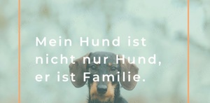 Familienhund Gesucht, körbchen auf Lebenszeit zu vergeben