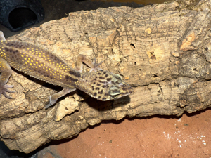 leopardgeckos