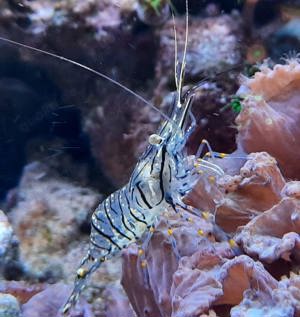 Palaemon Elegans Felsengarnelen Nachzuchten Meerwasser Aquarium Putzergarnele