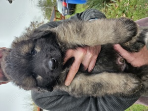 Sarplaninac-germanischer Bärenhund Welpen