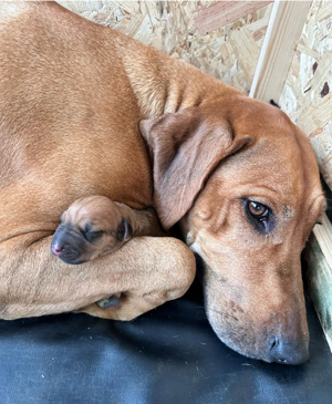 Rhodesien Ridgeback Welpen