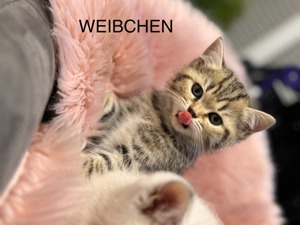 Traumhaft schönen Kitten das Licht der Welt entdeckt am 19.09.2024.