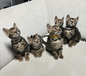 Reinrassige Bengalkitten abzugeben! Nur noch 2 Kater verfügbar!