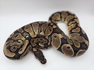 1.0 Classic het Piebald 50%PH Monsoon Königspython Python Regius Schlange