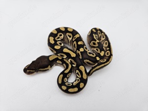 0.1 Mojave 66% Monsoon Königspython Python Regius Schlange