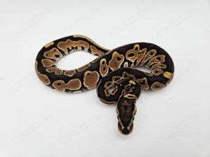 0.1 Special 66% het Monsoon Königspython Python Regius Schlange