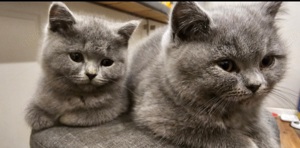 Verkaufe BKH Katzen, 2 Jungs 2 Mädchen