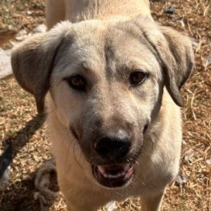 Dolores Umbridge, geb. ca. 12 2023, lebt in GRIECHENLAND, im städt. Tierheim Serres