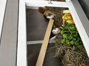 Meerschweinchen Trio