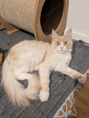 Wunderschönes liebes Maine Coon Mädchen Kitten mit Stammbaum in Cream silver white 