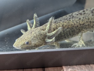 Axolotl Jungtier wild - goldalbino