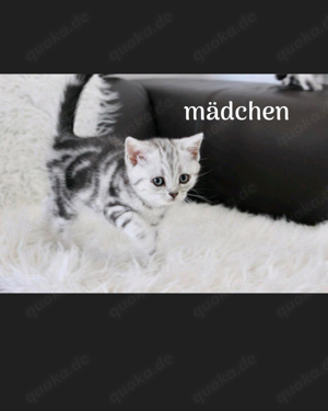 BKH kitten absofort ein Mädchen 