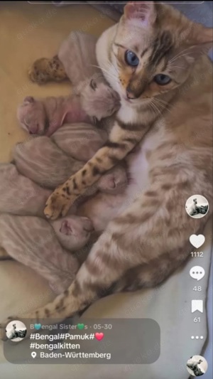 Bengalkitten Snow mit einzigartigen blauen Augen und Stammbaum