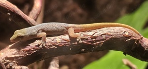 Lygodactylus Conraui Ghana Kamerun