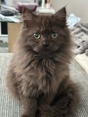 verkaufe maine coon dame 