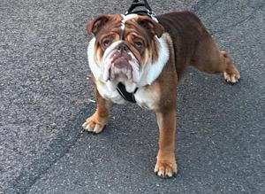 Englisch Bulldogge Rüden 1 jahr 