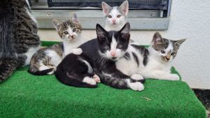 Katzenbabys Babykatzen Jungkatzen Kätzchen suchen ein Zuhause