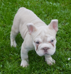 Französische Bulldogge Welpen