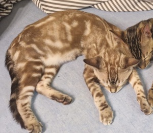 Bengalkatzen weiblich suchen ein neues zu Hause